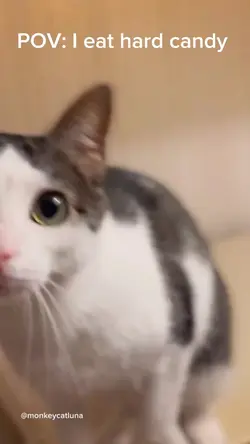 I like cats 