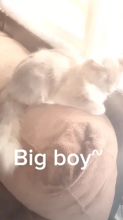 Big boy