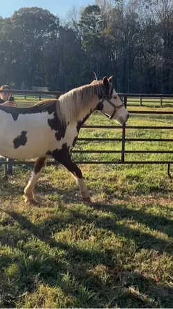 Pretty pony😍