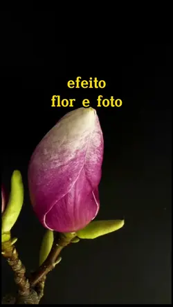 foto na flor