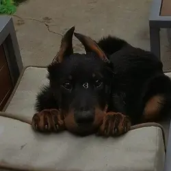 Dobies <3