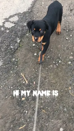 Hi my name is… 