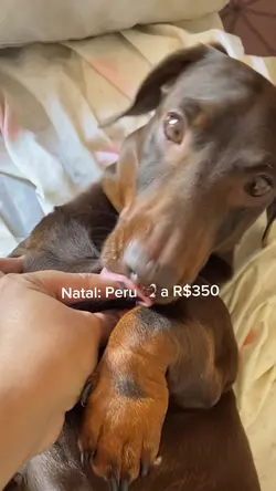 Sopa de Lobo
