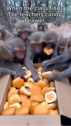 Monkey food meme.
