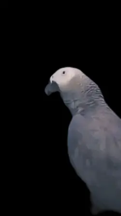 dirty bird 