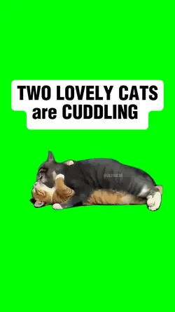 TWO CATS CUDDLING 