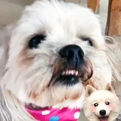 CACHORRO FALANDO 
