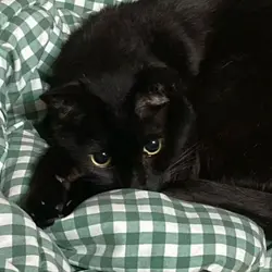 gatoooooo