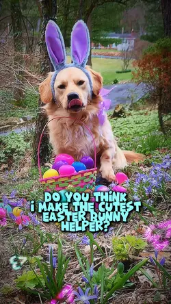 Cutest bunny helper