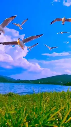 Seagull