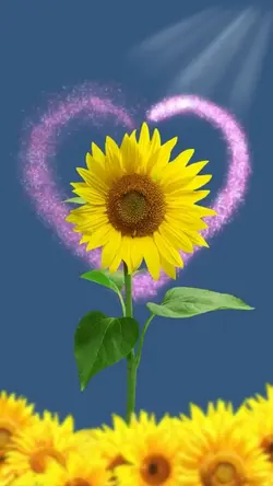 GIRASOL