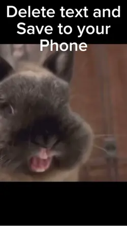 Evil Bunny Laugh