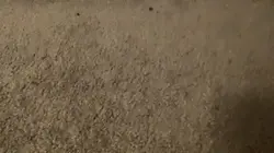 Fancy fella