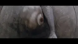 Ace Ventura 