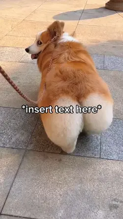 Corgi Meme