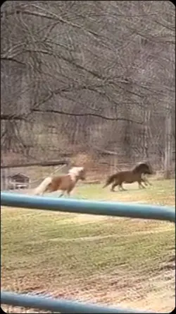 mini pony's<<333