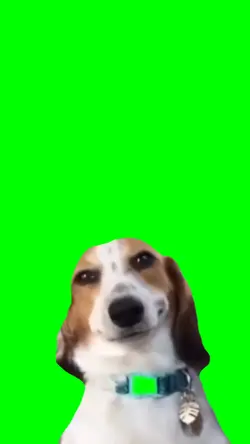 doggy