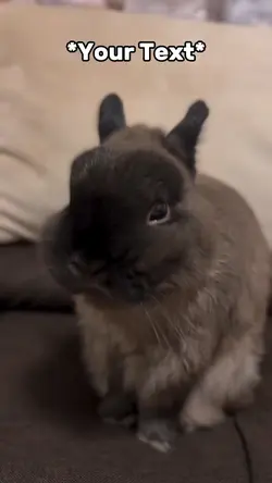 Bunny Meme
