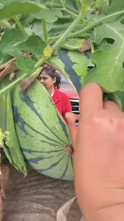Watermelon effect