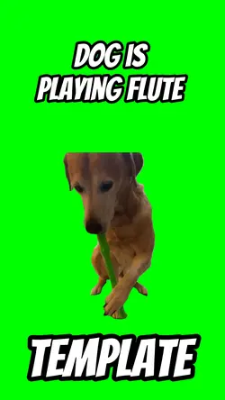 Dog is playing Flute
