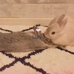 BUNNIES 🐰🎀