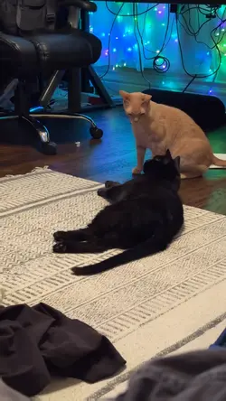 Cat fight velocity 