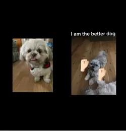 Dog battle 