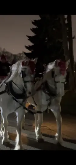 horses at my house⁉️