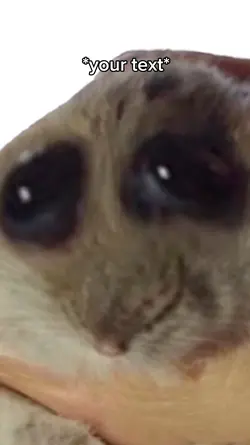 Mr crazy hamster 