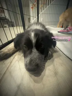 oreo. 💕