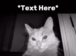 Cat sniffing meme 