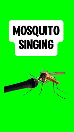 MOSQUITO SINGING
