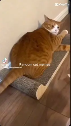 Cat memes