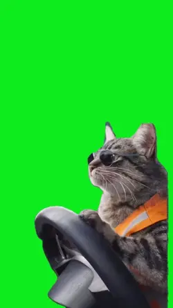 Cat drivin