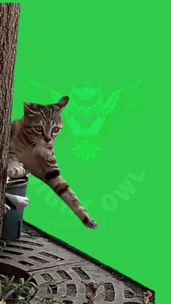CAT IS SCARED