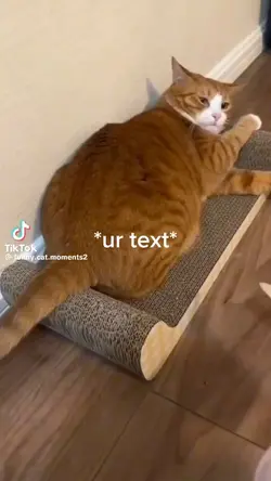 Funny cats 