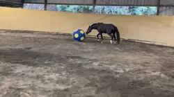 He took karate 