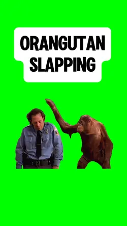 ORANGUTAN SLAPPIN