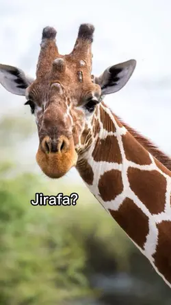 Jirafa 🦒 