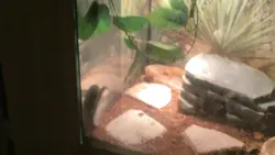 Jurassic park but