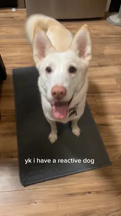 reactive dogs.