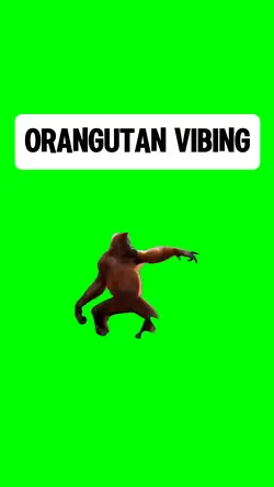 ORANGUTAN VIBING