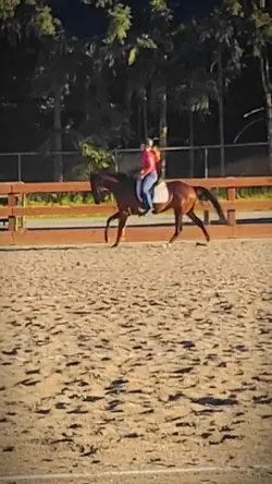 Horse template 4K!!
