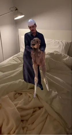 Camel scream 