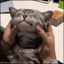 chipi chipi