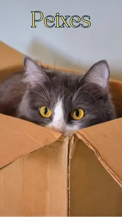 Os signos dos gatos 