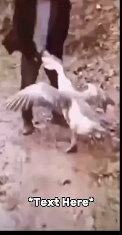 Goose meme 