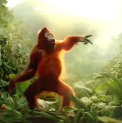 Funky Monkey