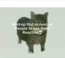 Silly cat meme