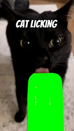 Cat licking
